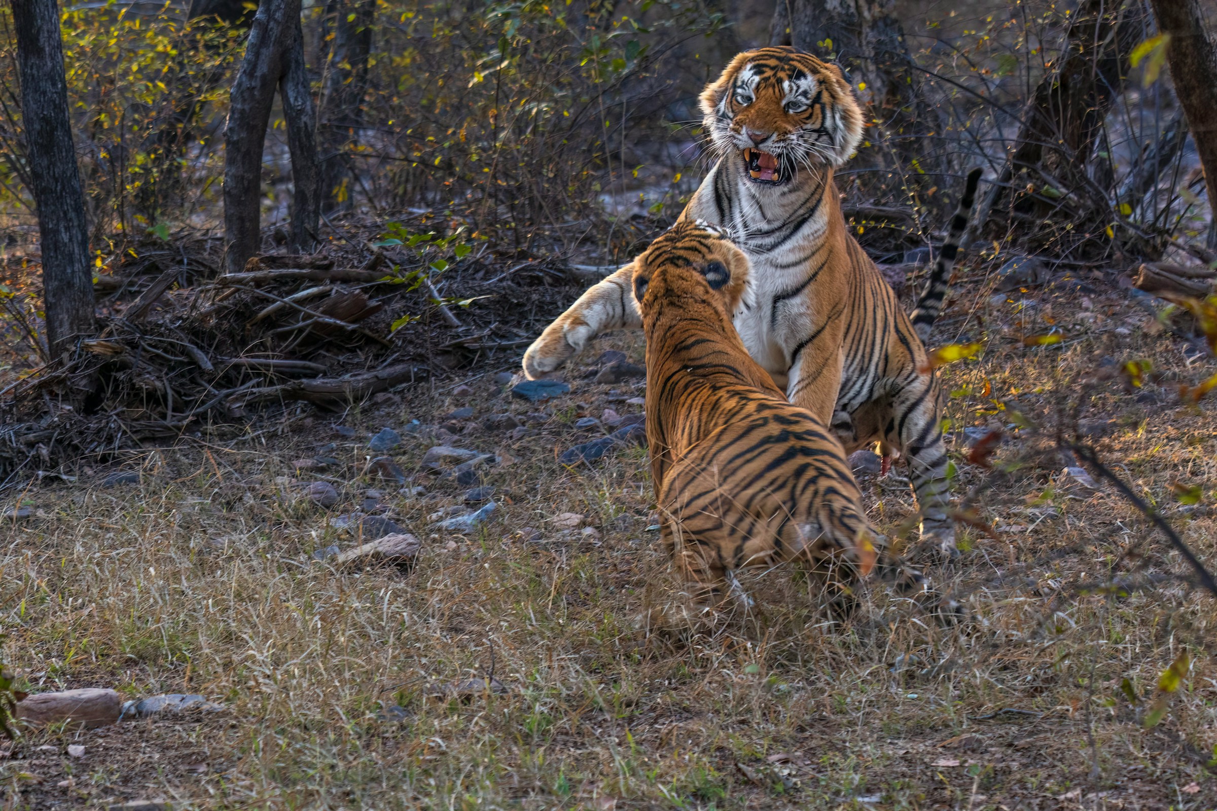 Combat & Puzzle Banner